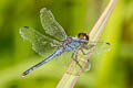 Light-tipped Demon Indothemis carnatica 