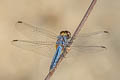 Light-tipped Demon Indothemis carnatica 