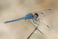 Light-tipped Demon Indothemis carnatica 