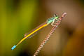 Aurora Blue tail Ischnura aurora (Golden Dartlet, Dawn Bluetail)