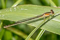 Ischnura rufostigma