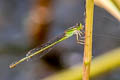 Senegal Golden Dartlet Ischnura senegalensis (Ubiquitous Bluetail)