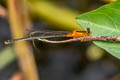 Senegal Golden Dartlet Ischnura senegalensis (Ubiquitous Bluetail)