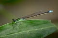 Senegal Golden Dartlet Ischnura senegalensis (Ubiquitous Bluetail)