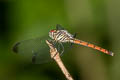 Asiatic Blood-tail Lathrecista asiatica (Scarlet Grenadier)