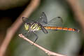 Asiatic Blood-tail Lathrecista asiatica (Scarlet Grenadier)