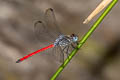 Asiatic Blood-tail Lathrecista asiatica (Scarlet Grenadier)