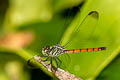 Asiatic Blood-tail Lathrecista asiatica (Scarlet Grenadier)