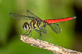 Asiatic Blood-tail Lathrecista asiatica (Scarlet Grenadier)