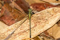 Gestro's Clubtail Leptogomphus gestroi 