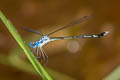 Lestes dorothea