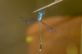 Lestes dorothea