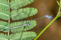 Lestes dorothea