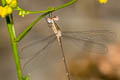 Emerald Spreadwing Lestes elatus