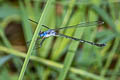 Emerald Spreadwing Lestes elatus