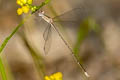 Emerald Spreadwing Lestes elatus