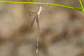 Emerald Spreadwing Lestes elatus