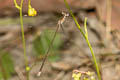 Emerald Spreadwing Lestes elatus