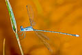 Emerald Spreadwing Lestes elatus