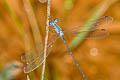 Emerald Spreadwing Lestes elatus