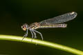 Stream Heliodor Libellago lineata (Yellow-lined Gem, Golden Gem)