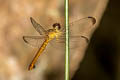 Lyriothemis biappendiculata