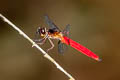 Lyriothemis biappendiculata