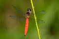 Lyriothemis biappendiculata