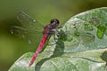 Yellow-striped Chaser Lyriothemis cleis (Bombardier)