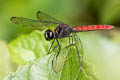 Yellow-striped Chaser Lyriothemis cleis (Bombardier)