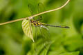 Macromidia genialis shanensis