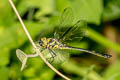 Macromidia genialis shanensis