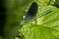Matrona nigripectus
