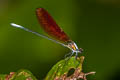 Anderson's Greenwing Mnais andersoni