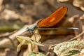 Anderson's Greenwing Mnais andersoni