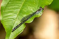 Mortonagrion aborense 