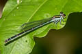 Mortonagrion aborense 