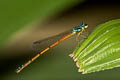 Mortonagrion aborense 