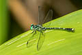 Nepogomphus walli