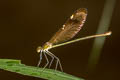 Green-winged Demoiselle Neurobasis chinensis (Stream Glory)