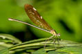 Green-winged Demoiselle Neurobasis chinensis (Stream Glory)