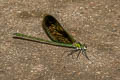 Green-winged Demoiselle Neurobasis chinensis (Stream Glory)