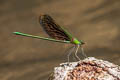 Green-winged Demoiselle Neurobasis chinensis (Stream Glory)