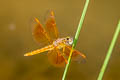 Common Parasol Neurothemis fluctuans (Red Grasshawk)