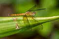 Common Parasol Neurothemis fluctuans (Red Grasshawk)