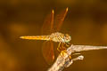 Common Parasol Neurothemis fluctuans (Red Grasshawk)