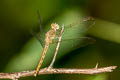 Common Parasol Neurothemis fluctuans (Red Grasshawk)