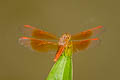 Common Parasol Neurothemis fluctuans (Red Grasshawk)