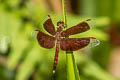 Common Parasol Neurothemis fluctuans (Red Grasshawk)