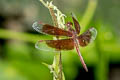 Common Parasol Neurothemis fluctuans (Red Grasshawk)